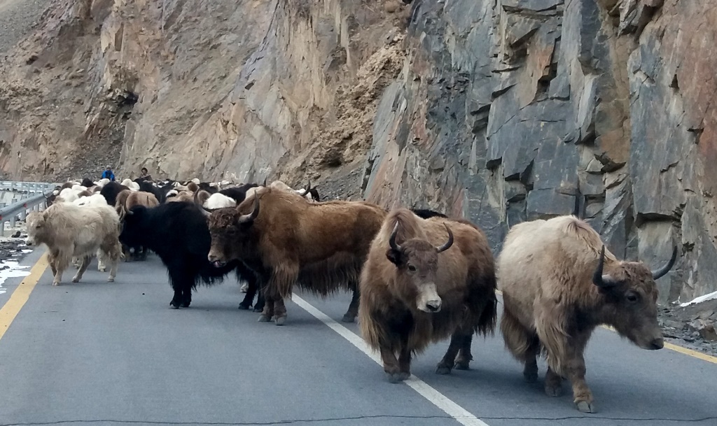 yaks-in-khunjerab-national-park-3 -