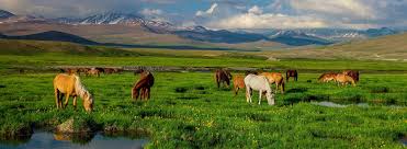 Deosai National Park Horse -